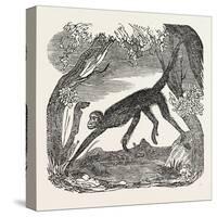 The Spider Monkey-null-Stretched Canvas