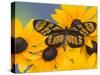 The Spotted Amerwing Butterfly on Flowers-Darrell Gulin-Stretched Canvas