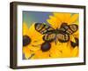 The Spotted Amerwing Butterfly on Flowers-Darrell Gulin-Framed Photographic Print