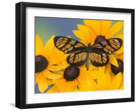 The Spotted Amerwing Butterfly on Flowers-Darrell Gulin-Framed Photographic Print