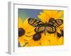 The Spotted Amerwing Butterfly on Flowers-Darrell Gulin-Framed Photographic Print