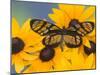 The Spotted Amerwing Butterfly on Flowers-Darrell Gulin-Mounted Photographic Print