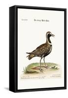 The Spotted Plover, 1749-73-George Edwards-Framed Stretched Canvas