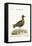 The Spotted Plover, 1749-73-George Edwards-Framed Stretched Canvas