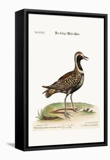 The Spotted Plover, 1749-73-George Edwards-Framed Stretched Canvas