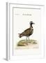 The Spotted Plover, 1749-73-George Edwards-Framed Giclee Print