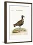 The Spotted Plover, 1749-73-George Edwards-Framed Giclee Print