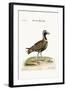 The Spotted Plover, 1749-73-George Edwards-Framed Giclee Print