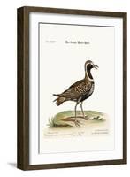 The Spotted Plover, 1749-73-George Edwards-Framed Giclee Print