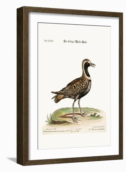 The Spotted Plover, 1749-73-George Edwards-Framed Giclee Print