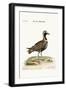 The Spotted Plover, 1749-73-George Edwards-Framed Giclee Print