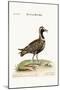 The Spotted Plover, 1749-73-George Edwards-Mounted Giclee Print
