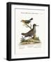 The Spotted Tringa, and the Pine-Creeper, 1749-73-George Edwards-Framed Giclee Print