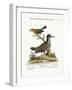 The Spotted Tringa, and the Pine-Creeper, 1749-73-George Edwards-Framed Giclee Print