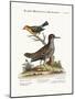 The Spotted Tringa, and the Pine-Creeper, 1749-73-George Edwards-Mounted Giclee Print