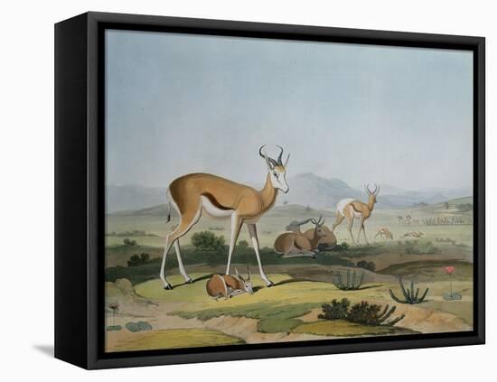 The Spring-Bok or Leaping Antelope, Plate 18 from 'African Scenery and Animals', Engraved by the…-Samuel Daniell-Framed Stretched Canvas