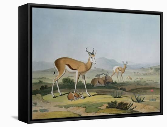 The Spring-Bok or Leaping Antelope, Plate 18 from 'African Scenery and Animals', Engraved by the…-Samuel Daniell-Framed Stretched Canvas