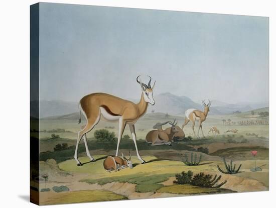 The Spring-Bok or Leaping Antelope, Plate 18 from 'African Scenery and Animals', Engraved by the…-Samuel Daniell-Stretched Canvas