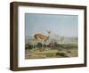 The Spring-Bok or Leaping Antelope, Plate 18 from 'African Scenery and Animals', Engraved by the…-Samuel Daniell-Framed Giclee Print