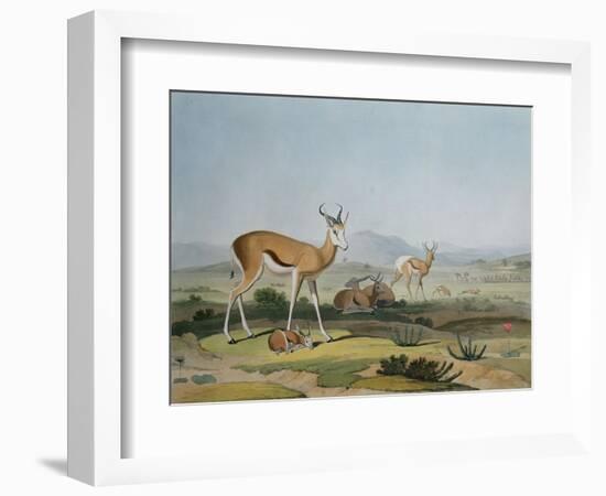 The Spring-Bok or Leaping Antelope, Plate 18 from 'African Scenery and Animals', Engraved by the…-Samuel Daniell-Framed Giclee Print