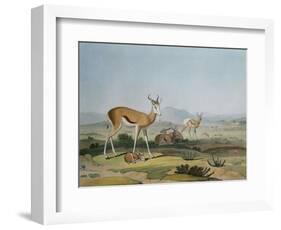 The Spring-Bok or Leaping Antelope, Plate 18 from 'African Scenery and Animals', Engraved by the…-Samuel Daniell-Framed Giclee Print