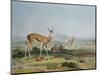 The Spring-Bok or Leaping Antelope, Plate 18 from 'African Scenery and Animals', Engraved by the…-Samuel Daniell-Mounted Giclee Print
