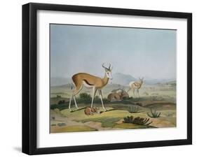 The Spring-Bok or Leaping Antelope, Plate 18 from 'African Scenery and Animals', Engraved by the…-Samuel Daniell-Framed Giclee Print