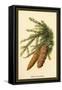 The Spruce Fir-Cones-W.h.j. Boot-Framed Stretched Canvas