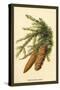 The Spruce Fir-Cones-W.h.j. Boot-Stretched Canvas