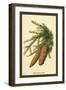 The Spruce Fir-Cones-W.h.j. Boot-Framed Art Print