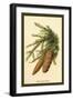 The Spruce Fir-Cones-W.h.j. Boot-Framed Art Print