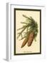 The Spruce Fir-Cones-W.h.j. Boot-Framed Art Print