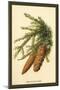 The Spruce Fir-Cones-W.h.j. Boot-Mounted Art Print