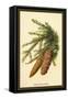 The Spruce Fir-Cones-W.h.j. Boot-Framed Stretched Canvas