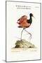 The Spur-Winged Water-Hen of Brasil, 1749-73-George Edwards-Mounted Giclee Print