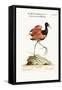 The Spur-Winged Water-Hen of Brasil, 1749-73-George Edwards-Framed Stretched Canvas