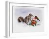 The Squirrel and the Robin-Diane Matthes-Framed Giclee Print