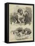 The St Bernard Club Dog Show-Charles Burton Barber-Framed Stretched Canvas