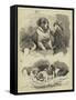 The St Bernard Club Dog Show-Charles Burton Barber-Framed Stretched Canvas