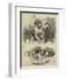 The St Bernard Club Dog Show-Charles Burton Barber-Framed Giclee Print