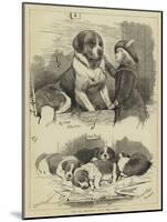 The St Bernard Club Dog Show-Charles Burton Barber-Mounted Giclee Print