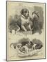 The St Bernard Club Dog Show-Charles Burton Barber-Mounted Giclee Print