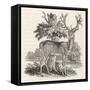 The Stag or Red-Deer (Cervus Elephas) This is the Most Beautiful Animal of the Deer Kind-Thomas Bewick-Framed Stretched Canvas