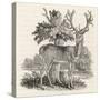 The Stag or Red-Deer (Cervus Elephas) This is the Most Beautiful Animal of the Deer Kind-Thomas Bewick-Stretched Canvas