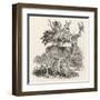 The Stag or Red-Deer (Cervus Elephas) This is the Most Beautiful Animal of the Deer Kind-Thomas Bewick-Framed Art Print