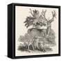 The Stag or Red-Deer (Cervus Elephas) This is the Most Beautiful Animal of the Deer Kind-Thomas Bewick-Framed Stretched Canvas