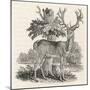 The Stag or Red-Deer (Cervus Elephas) This is the Most Beautiful Animal of the Deer Kind-Thomas Bewick-Mounted Art Print