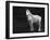 The Stance-Sally Linden-Framed Photographic Print