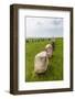 The Standing Stones in a Shape of a Ship known as Als Stene (Aleos Stones) (Ale's Stones)-Michael Nolan-Framed Photographic Print