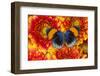 The Star Sapphire Butterfly, Callithea Sapphira-Darrell Gulin-Framed Photographic Print